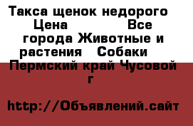 Такса щенок недорого › Цена ­ 15 000 - Все города Животные и растения » Собаки   . Пермский край,Чусовой г.